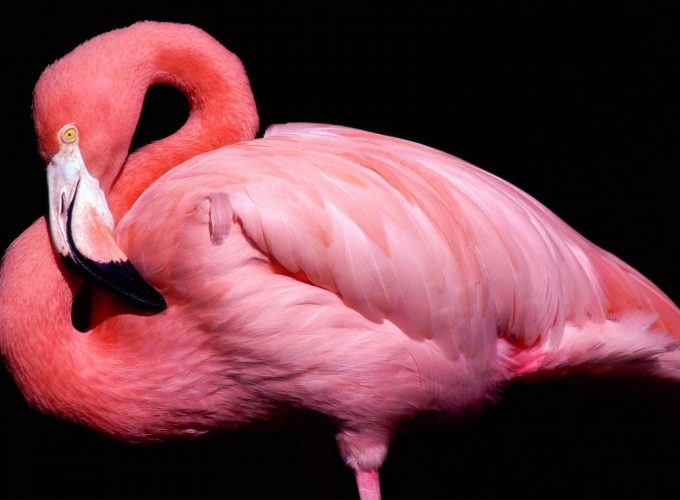 Wallpaper Flamingo, cute animals, pink, Animals 630529970